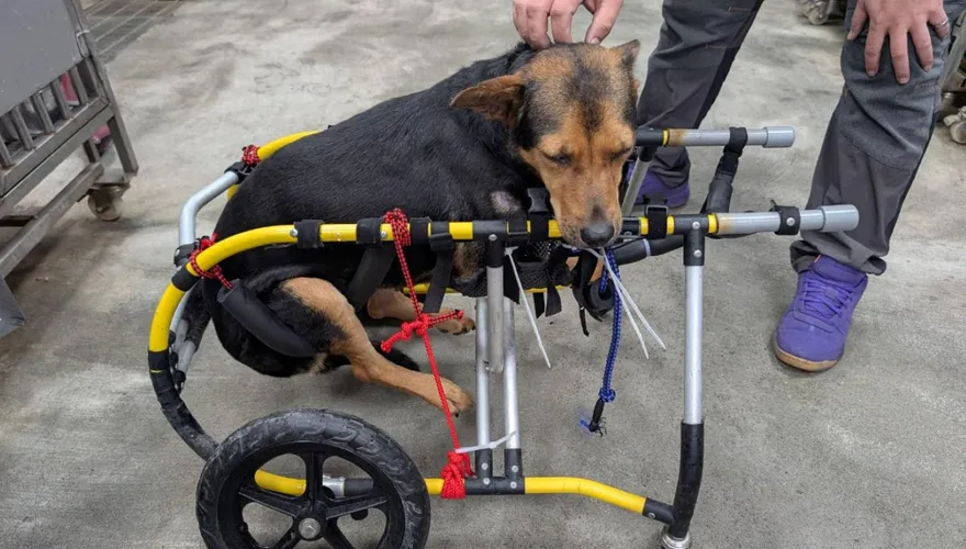 新北市中高齡犬貓占總數4成　推長照教育訓練培育人才