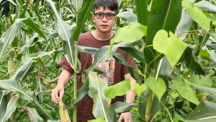 華為「天才少年」離職返鄉割玉米？本尊：赴瑞典深造前體驗生活