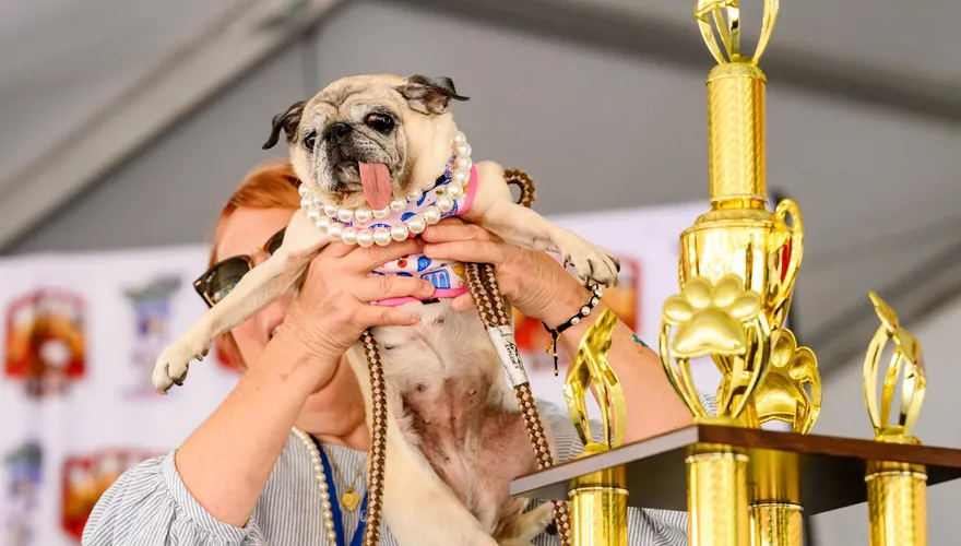 2026全球最醜狗狗出爐！6歲巴哥犬露舌奪冠
