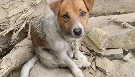 搜救犬Wilson被爆遭虐死　花蓮消防局澄清：絕無虐待