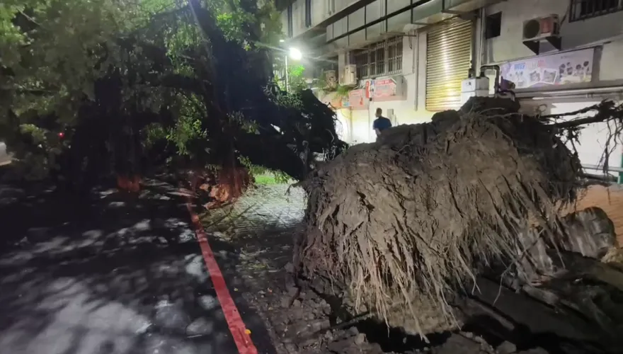 影/台中巨大路樹突倒塌！2員警慘遭壓傷　5分鐘驚險脫困