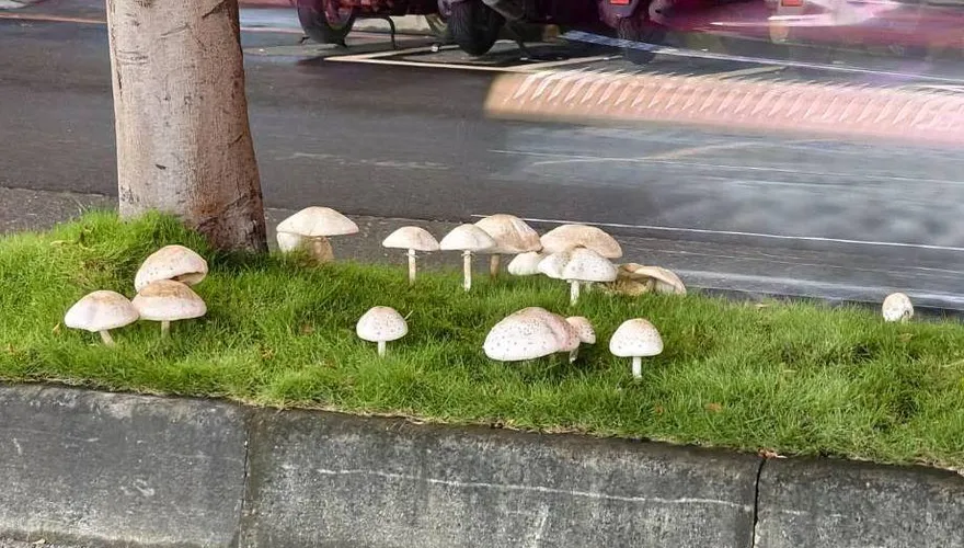 影/比手掌大！高雄分隔島冒出「巨型綠褶毒菇」　市府連夜清除