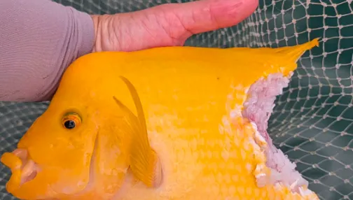 日月潭魚虎大爆發！鬼月不怕鬼王　紅魔鬼遭啃斷下半身