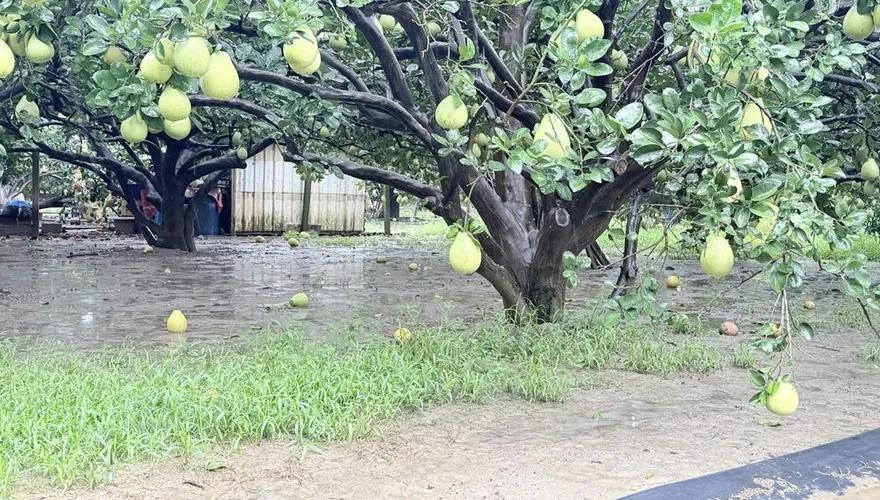 豪雨襲南部！果農哀號「老天開玩笑」　麻豆農會：不影響品質