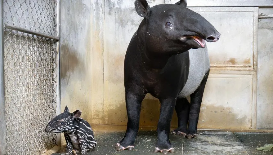 北市動物園迎新成員！馬來貘Putri順產女寶寶　萌樣曝光