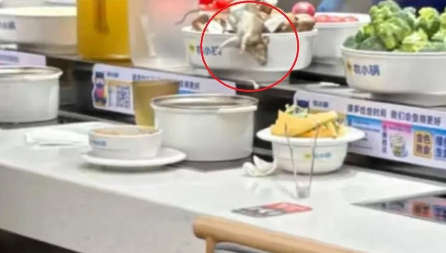 噁！上海小火鍋店天降活鼠落菜盤　店家：已退款給所有消費者