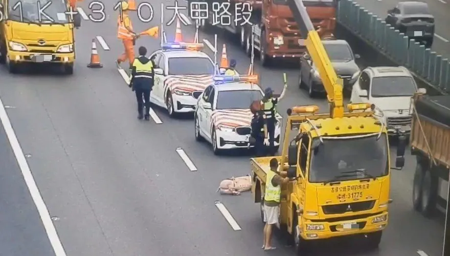 國3北向台中外埔段豬隻掉落車道　駕駛看傻