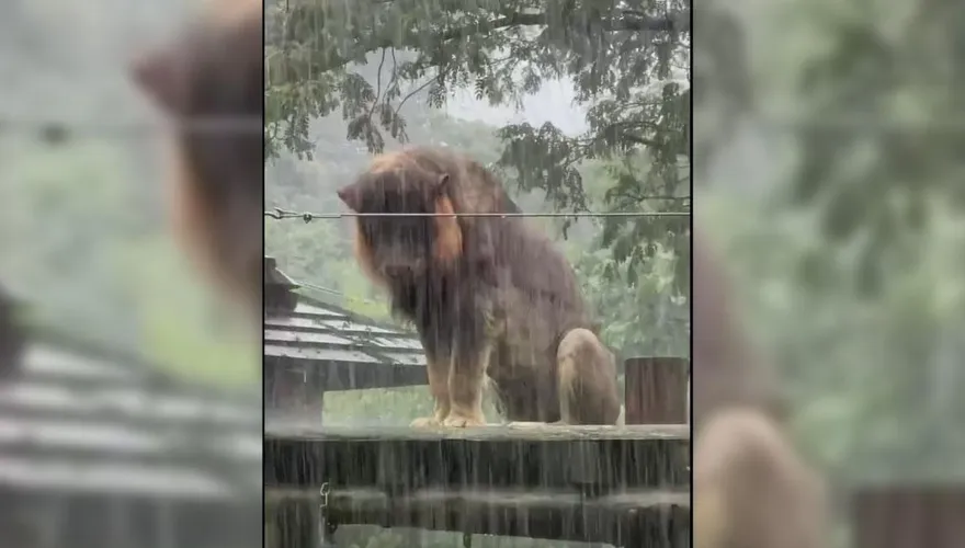 影/壽山動物園「濕獅」雨中演MV？「小辛」淋雨落寞爆紅