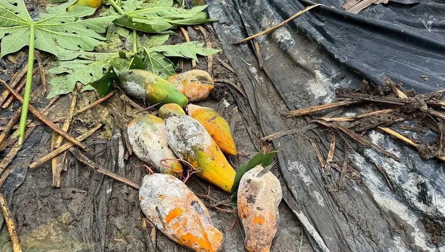 豪雨狂炸中南部！木瓜、芭樂慘落「重災戶」　嘉義獨扛近半