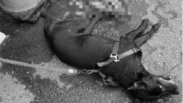 新竹黑狗遭機車拖行奄奄一息　飼主反嗆路人：管牠會不會受傷