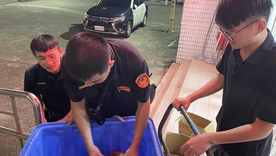 影/高雄梓官暴雨逾30隻烏龜越獄遊街　警民救回「物龜原主」