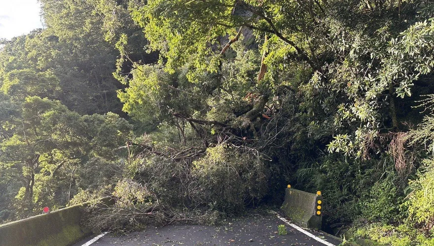 南橫禮觀路段路樹倒塌！公路局急封路　預計17時搶通