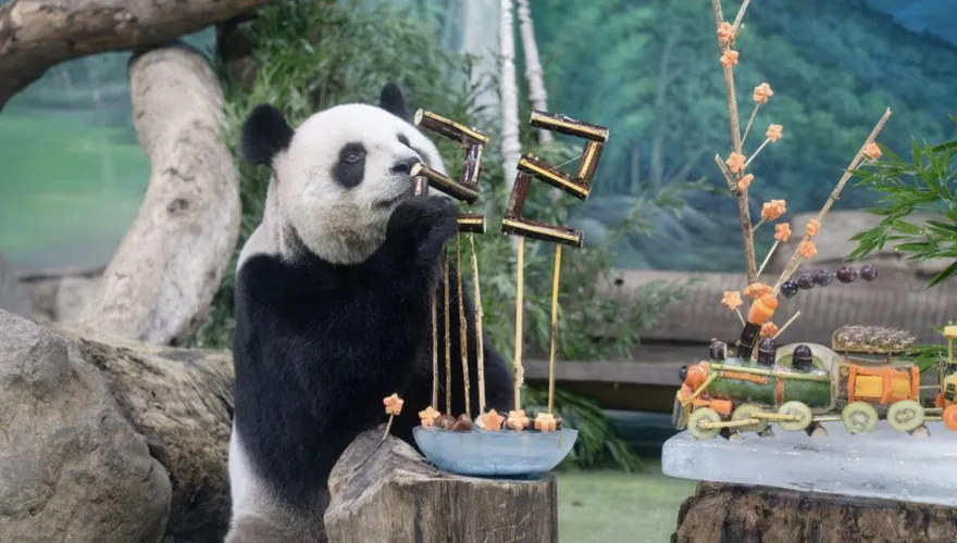 北市動物園大貓熊「圓圓」22歲生日 　「蔬果列車」慶生現場曝