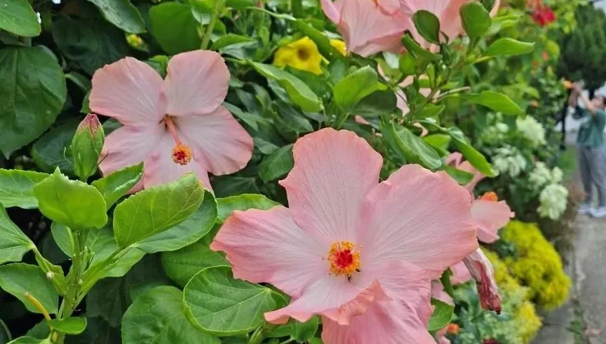 台北新生公園扶桑花盛開！粉葉、玉葉金花輪番登場