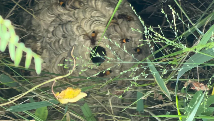 影/選舉看板驚現籃球大虎頭蜂窩　彰化消防連夜摘除
