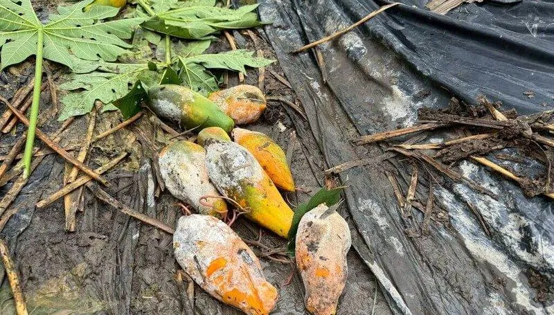雨神揮刀！中南部農損破2.2億　高雄慘成重災區