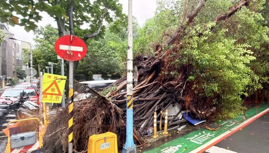 北市大安區10米高路樹突倒塌　4車遭壓毀損幸無人傷