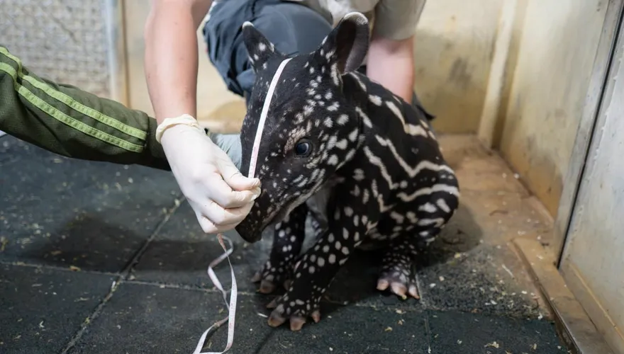 台北市立動物園馬來貘寶寶「2週長壯2倍」　學媽咪啃菜吃
