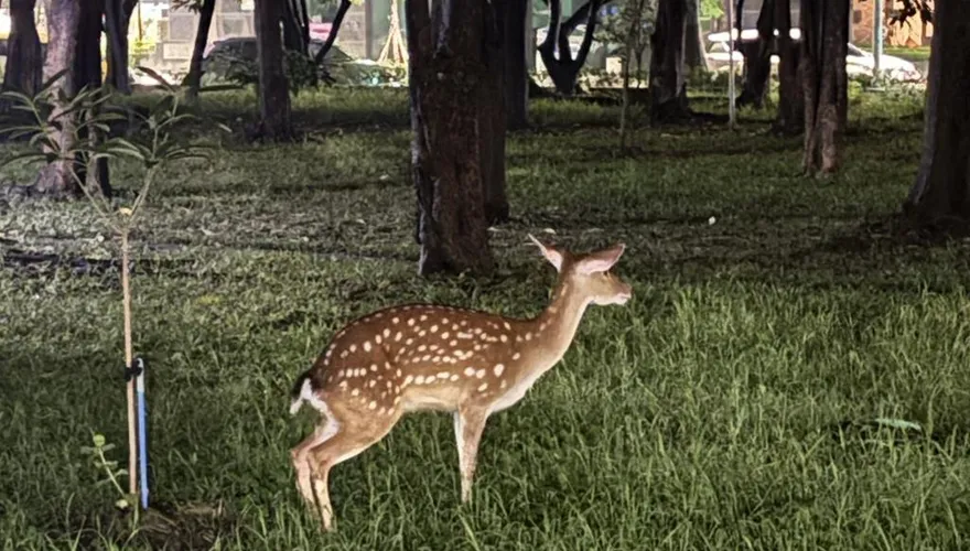 梅花鹿逃家！凌晨現蹤高雄街頭趴趴走　網笑：以為是裝置藝術