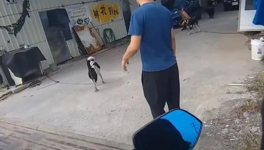 放任狗追車！台南市動保處不罰還反勸：你換條路走