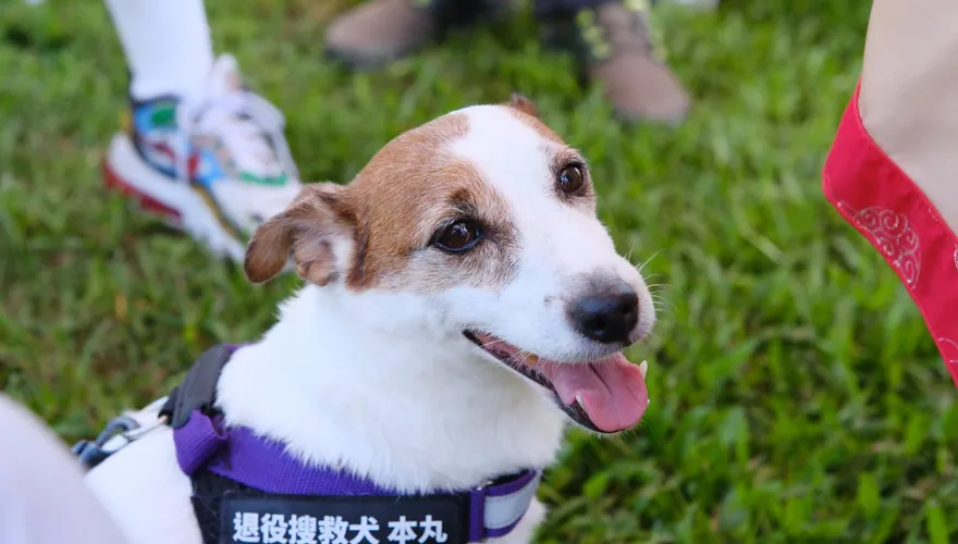 台中消防局退役搜救犬回娘家！　天天玩具美食變「圓潤」了