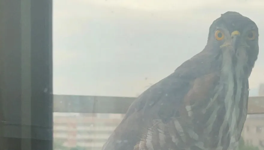 陽台驚見珍貴保育類「鳳頭蒼鷹」　網驚：你家是風水寶地