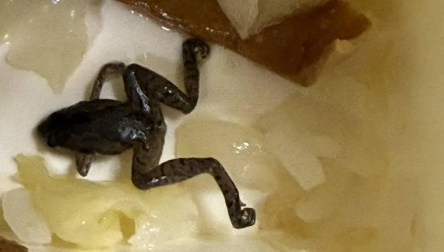 配菜驚見小青蛙！北市便當店硬辯「是木耳」　網全看傻