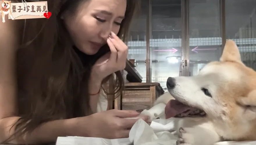 曾為牠飆罵鄰居「臭三八」！薔薔安樂死16歲愛犬栗子　淚別：下輩子要找到我