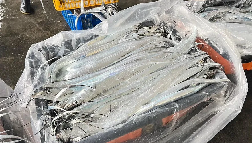 東北角白帶魚肥美上市　在地漁民教香煎秘訣