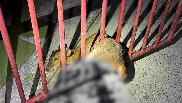 苗栗小山羌誤闖民宅卡鐵門腹部濺血　警火速救援