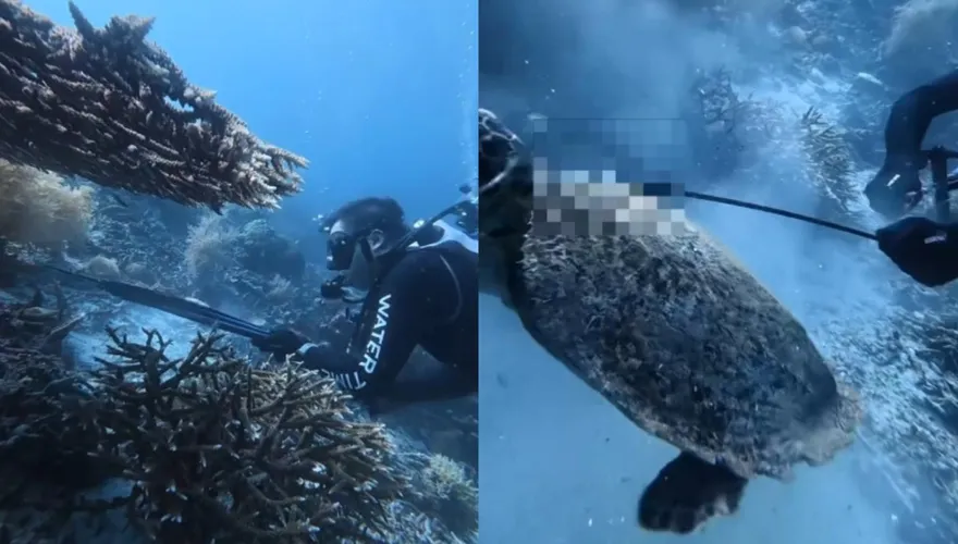 影/潛水圈氣炸！傳陸籍教練印尼獵海龜還烹煮　登機離境前遭截