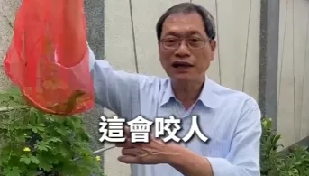 綠鬣蜥大軍入侵立委家！蘇清泉「徒手活捉」籲政府加強根除
