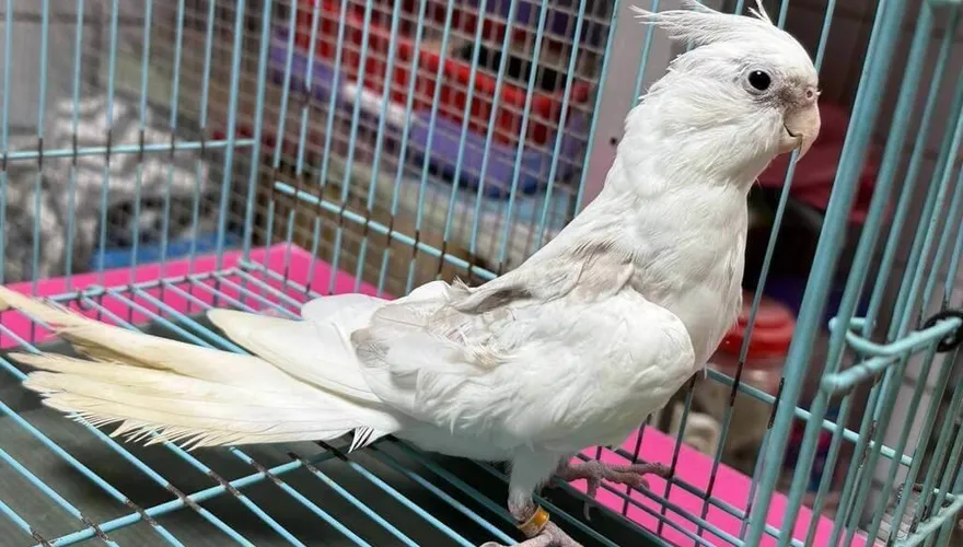 幫蜜袋鼯、鸚鵡找新家！　桃園9/20辦特寵認養