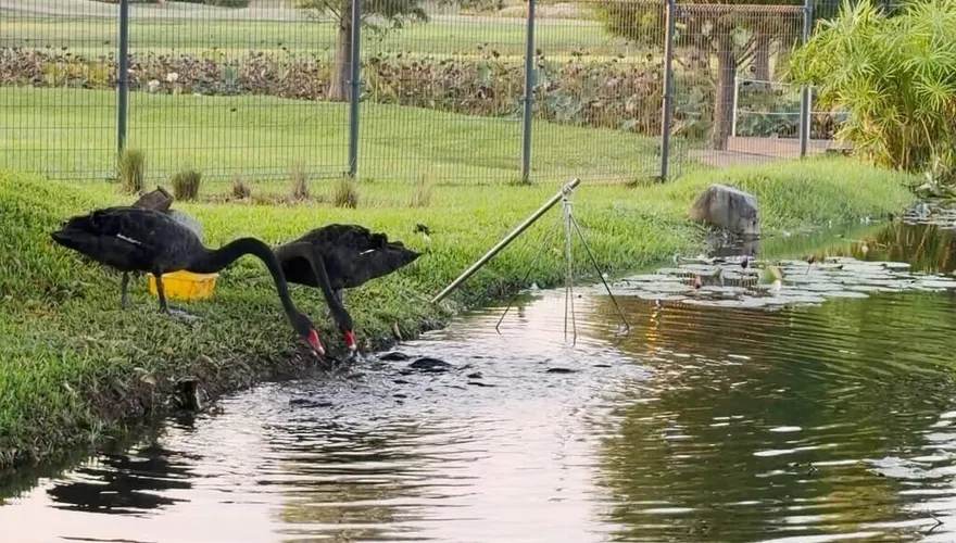 后里環保公園黑天鵝上演「餵魚秀」　叼飼料給魚群超可愛