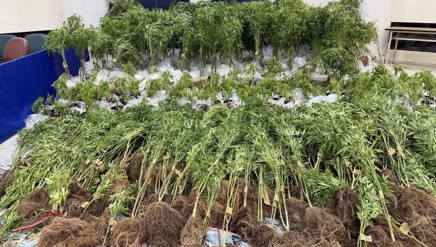 影/父子檔新北山區農場掩護種大麻　警突襲攻堅逮5人