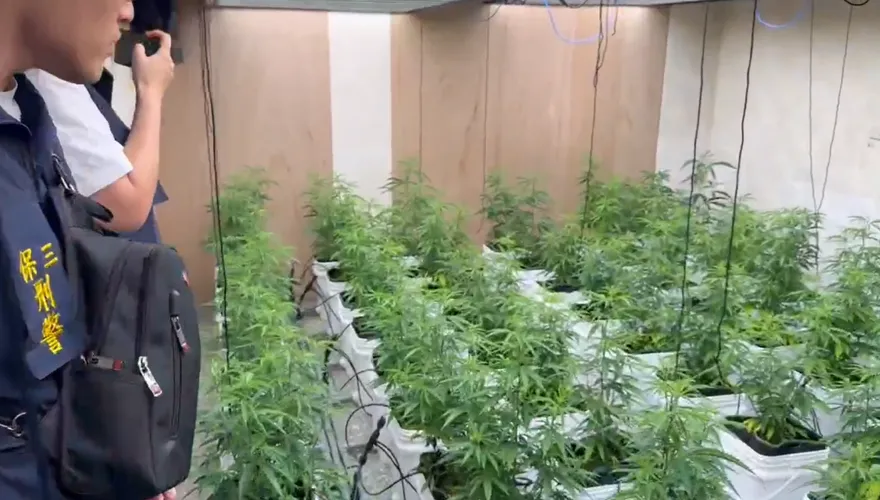 影/嘉義透天厝藏高科技大麻廠！「扦插法」1株變67株