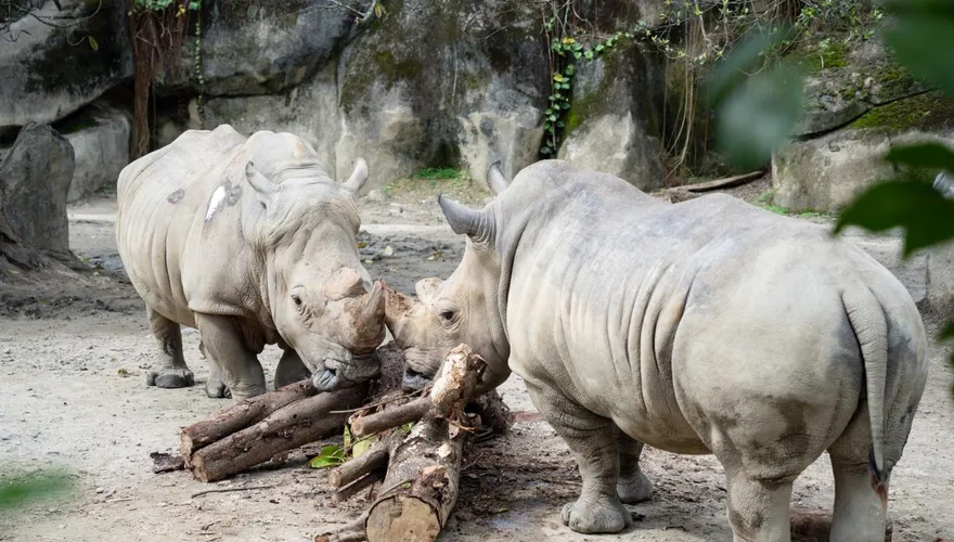 重量級房客！北市動物園白犀牛「犀春」、「犀旺」搬家