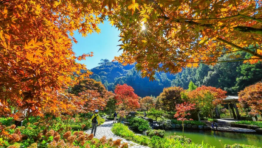 國慶連假必去！杉林溪楓紅、銀杏變色3成　波波草鋪成紅地毯