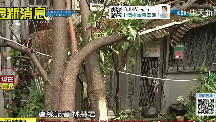 路樹倒塌害住戶受困一夜！里長不忍了：護樹團體要不要來幫忙善後