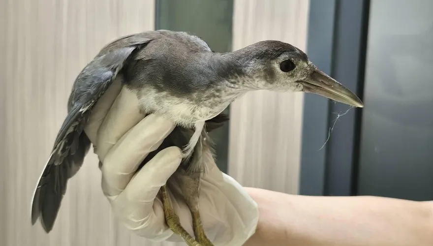 釣魚完亂丟釣線害慘牠！「苦雞仔」險截肢喪命　動保處急救援