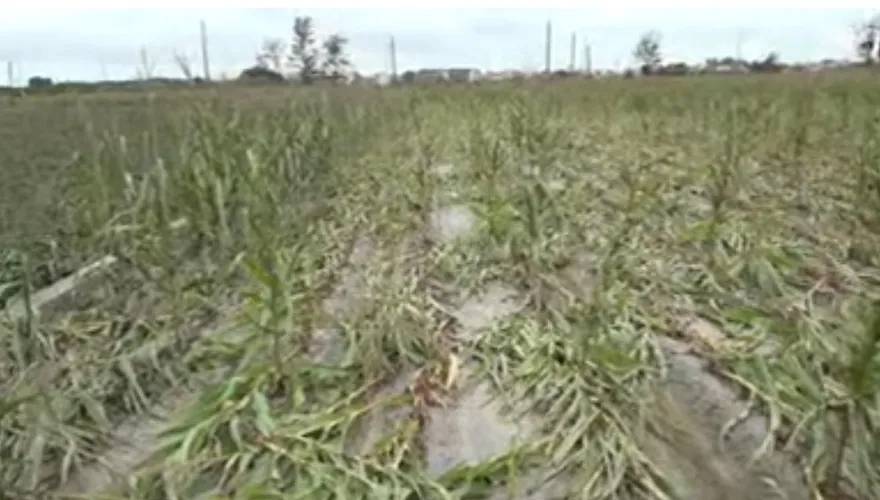薔琵颱風重創全台農損飆6.6億　雲林傷最重