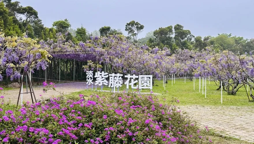 賞花祕境掰了！淡水「紫藤花園」頻遭檢舉　創辦人宣布關閉