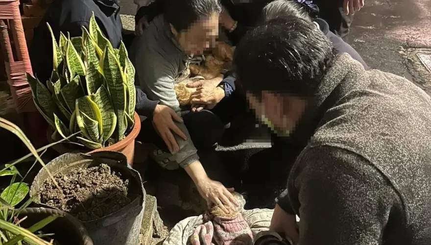 台中近40貓被燒死「飼主痛譙鄰居後下跪道歉」！動保處說話了