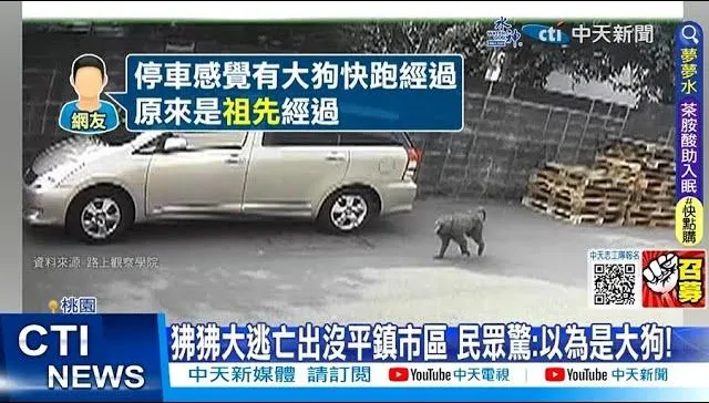遇兇猛狒狒教戰手則！「4不1放」要注意　露齒笑等於挑釁牠