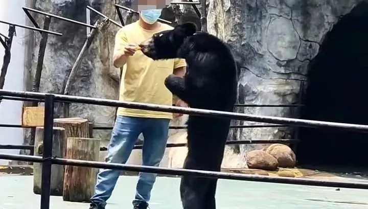 動物園「黑熊瘦成老鼠」？遊客心疼營養不良　園方：夏天掉毛才顯瘦