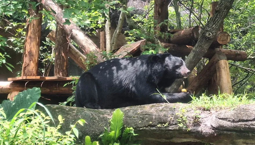 「熊讚」出沒注意！衝動物園看台灣黑熊　7月12日抽獎送麥香雞