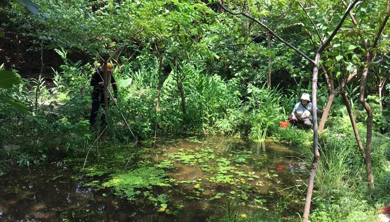 生態遭破壞！北市「螢火蟲公園」水池遭丟吐司　北市府籲勿汙染環境