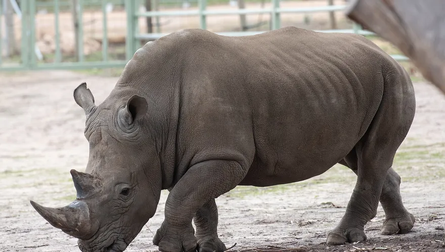 奧地利動物園白犀牛「無預警失控」　暴怒攻擊飼養員致1死1重傷