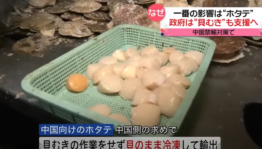 北海道10萬份干貝無法出口至大陸　政府出資收購供學校製作「營養午餐」