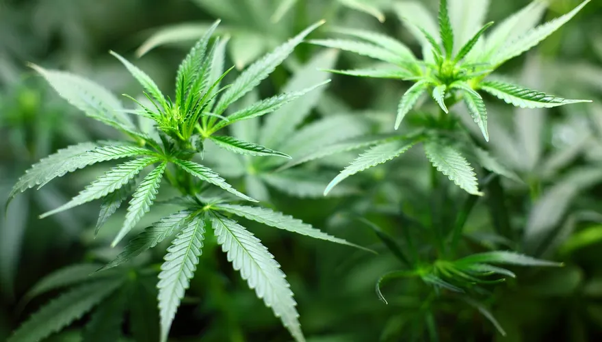 「大麻合法化」再掀討論潮！美國「吸大麻」人數比「吸菸」還多　創歷史新高